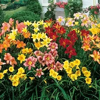 Flower bulb | day lily flower bulb Fresh Healthy flower Bulbs for home Garden for all season flower bulb - pack of 5 mixed colour-thumb3