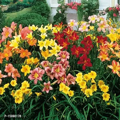 Flower bulb | day lily flower bulb Fresh Healthy flower Bulbs for home Garden for all season flower bulb - pack of 5 mixed colour-thumb4