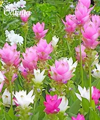 curcuma flower bulb most beautiful colour flower bulb for home garden for all season flower bulb- pack of 10 mixed colour-thumb1