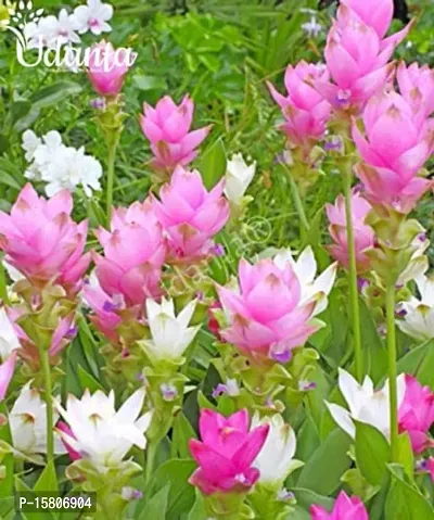 curcuma flower bulb most beautiful colour flower bulb for home garden for all season flower bulb- pack of 10 mixed colour-thumb2