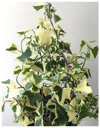 Udanta English Ivy Variegated Evergreen Climbing Plant For Home Garden With Pot-thumb1