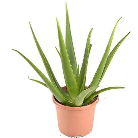 Plantogallery? | Aloe Vera Plant Indoor & Outdoor Plants Good for Health and Nature we & us.