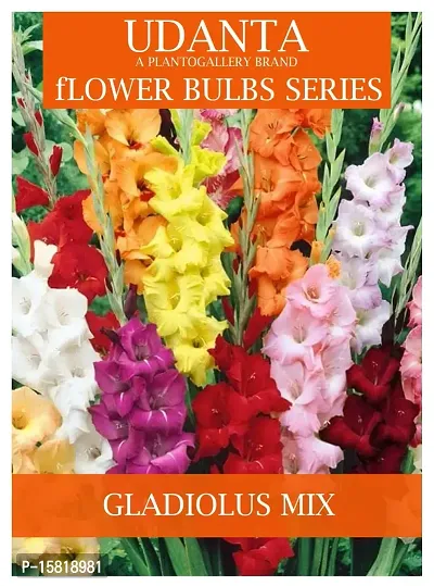 Udanta Gladiolus Bulbs Multicolor For All Season - Set Of 5 Bulbs (Set OF 5 Pkt)