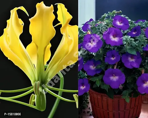 Udanta Seeds Achimenes Blue  Glorisa Yellow Flower Bulbs Pack Of 3 Each For Summer Season