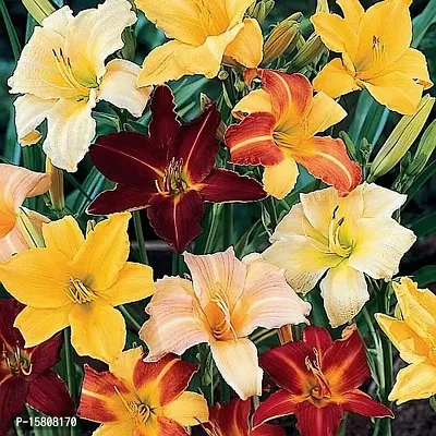 Flower bulb | day lily flower bulb Fresh Healthy flower Bulbs for home Garden for all season flower bulb - pack of 5 mixed colour