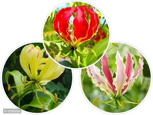 GLORIOSA IMPORTED FLOWER BULB MULTI COLOR (LIVE GREEN)-thumb0