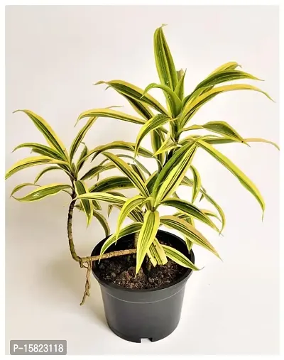 Udanta Dracaena Reflexa - Song Of India Indoor And Ourdoor Plant With Pot