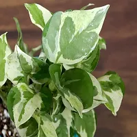 White Pathos Money Plant For Home D?cor Fresh  Healthy Plant With nursery Pot Provide By PLANTOGALLERY-thumb3