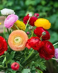 5 PCS Mix Ranunculus Bulbs-thumb3