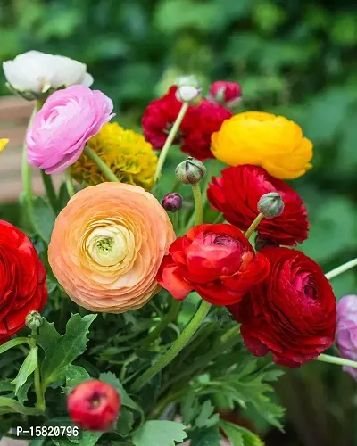 5 PCS Mix Ranunculus Bulbs-thumb4