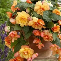 Plantogallery? Exotic Flower Bullbs | Begonia Tuberous Imported Flower Bulbs For Home Gardening and Hanging Basket (2 bulbs Yellow Red)-thumb2