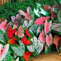 LIVE GREEN CALADIUM Bulb - Pack of 5 Bulb-thumb1