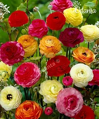 Udanta ? Udanta ? I Ranunculus / Buttercups | Flower Bulb | Elegant Flower Bulb |Pack of 5 Bulbs | Multicolor-thumb1