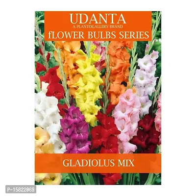 Udanta Gladiolus Bulbs Multicolor For All Season - Set Of 5 Bulbs (Set OF 3 Pkt)