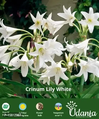 Crinum Lily White Flower Bulb Pack Of 1 bulb