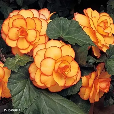 Plantogallery? Exotic Flower Bullbs | Begonia Tuberous Imported Flower Bulbs For Home Gardening and Hanging Basket (2 bulbs Yellow Red)-thumb0