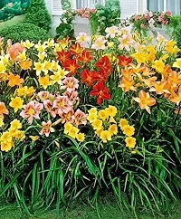 Flower bulb | day lily flower bulb Fresh Healthy flower Bulbs for home Garden for all season flower bulb - pack of 5 mixed colour-thumb1