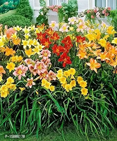 Flower bulb | day lily flower bulb Fresh Healthy flower Bulbs for home Garden for all season flower bulb - pack of 5 mixed colour-thumb2