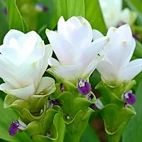 Udanta Seeds Curcuma White Flower Bulbs Pack Of 4 For Summer Season-thumb3