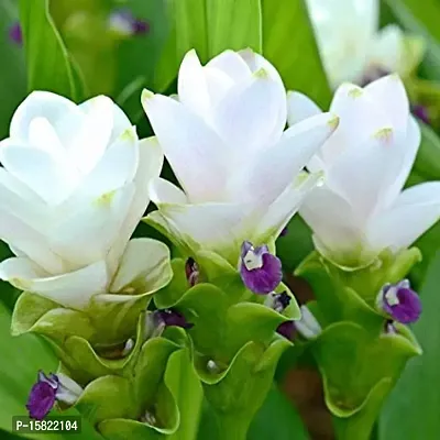 Udanta Seeds Curcuma White Flower Bulbs Pack Of 4 For Summer Season-thumb4