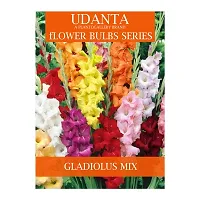 Udanta Gladiolus Bulbs Multicolor For All Season - Set Of 5 Bulbs (Set OF 5 Pkt)-thumb1