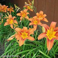 day lily flower bulb for all season flower bulb summer flower bulb (pack of 20) orange color-thumb3