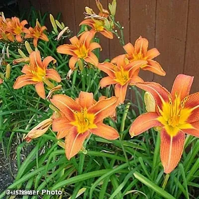 day lily flower bulb for all season flower bulb summer flower bulb (pack of 20) orange color-thumb4