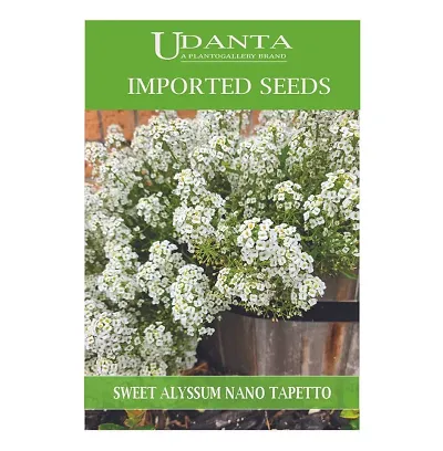 Udanta Sweet Alyssum - Alisso Nano Tappeto Neve White Imported Flower Seeds