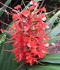 HEDYCHIUM Imported Flower Bulbs 100% GERMINETION (Pack of 10 Bulb) (LIVEGREEN)-thumb1