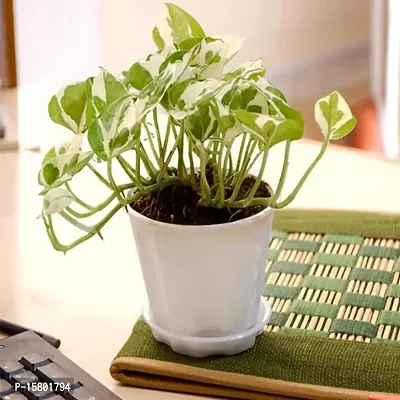 White Pathos Money Plant For Home D?cor Fresh  Healthy Plant With nursery Pot Provide By PLANTOGALLERY-thumb2