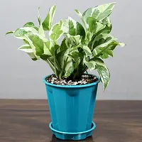 White Pathos Money Plant For Home D?cor Fresh  Healthy Plant With nursery Pot Provide By PLANTOGALLERY-thumb4