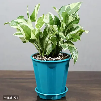 White Pathos Money Plant For Home D?cor Fresh  Healthy Plant With nursery Pot Provide By PLANTOGALLERY-thumb5