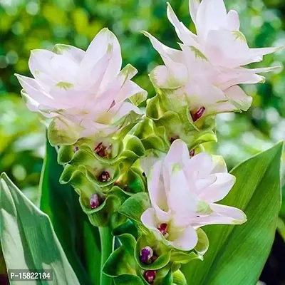 Udanta Seeds Curcuma White Flower Bulbs Pack Of 4 For Summer Season