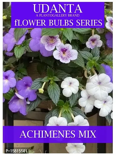 Udanta Achimenes Multicolor Flower Bulbs - Pack Of 10 Bulbs (Set OF 3 Pkt)