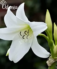 Crinum Lily White Flower Bulb Pack Of 1 bulb-thumb2