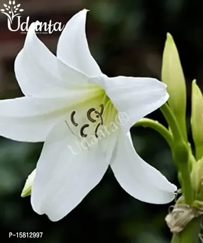 Crinum Lily White Flower Bulb Pack Of 1 bulb-thumb3