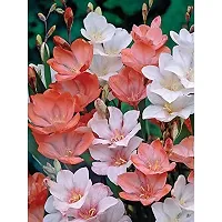 Tritonia | Fresh  healthy flower bulb | Pack of 10 bulbs | by Plantogallery?-thumb3