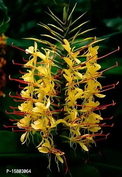 Hedychium flower bulb for home garden for summer flower bulb (pack of 20) yellow colour-thumb0