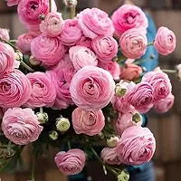 PLANTOGALLERY Ranunculus Flower Bulb -Pack of 4 (Pink)-thumb2