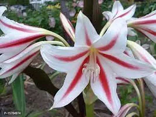 PLANTOGALLERY Crinum Lily flower bulbs| Milk and Wine Lily for all season India (Pack Of 2 Bulb)