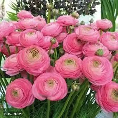 PLANTOGALLERY Ranunculus Flower Bulb -Pack of 4 (Pink)-thumb0