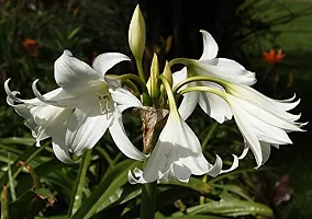 LIVE GREEN Aromatic Crinum Lily Double Large Flower Bulb - Pack of 5 Bulbs-thumb3