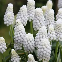 Plantogallery? Flower Bulbs |Muscari ?Siberian Tiger? Exotic Bulbs For Home Gardening - (Pack Of 10 Bulbs)-thumb2