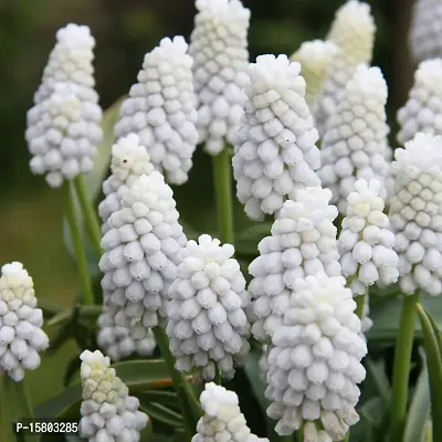 Plantogallery? Flower Bulbs |Muscari ?Siberian Tiger? Exotic Bulbs For Home Gardening - (Pack Of 10 Bulbs)-thumb3