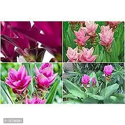 Flower bulb | curcuma flower bulb most beautiful colour flower bulb for home garden for all season flower bulb- pack of 5 mixed colour