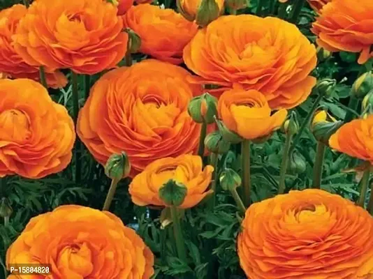 Ranunculus / Buttercups | Flower Bulb | Elegant Flower Bulb |Pack of 5 Bulbs | By Plantogallery? (Orange)