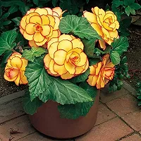 Plantogallery? Exotic Flower Bullbs | Begonia Tuberous Imported Flower Bulbs For Home Gardening and Hanging Basket (2 bulbs Yellow Red)-thumb3