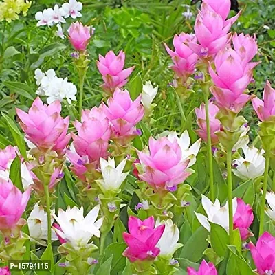 curcuma flower bulb most beautiful colour flower bulb for home garden for all season flower bulb- pack of 20 mixed colour by PLANTOGALLERY