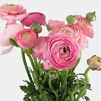 PLANTOGALLERY Ranunculus Flower Bulb -Pack of 4 (Pink)-thumb3