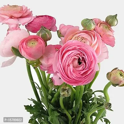 PLANTOGALLERY Ranunculus Flower Bulb -Pack of 4 (Pink)-thumb4